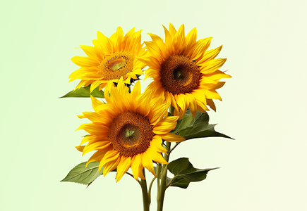 亿万先生mr·(中国区)官方网站